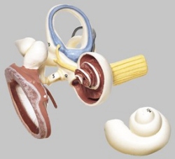 Labyrinth with Ossicles and Tympanic Membrane