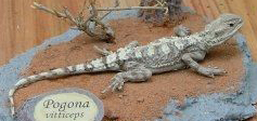 Central Bearded Dragon