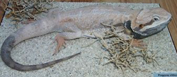 Central Bearded Dragon