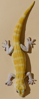 Golden Gecko / Baden's Pacific Gecko