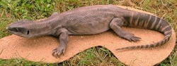 Savannah Monitor