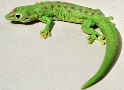 Day Gecko