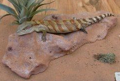 Common Blue-Tongued Skink