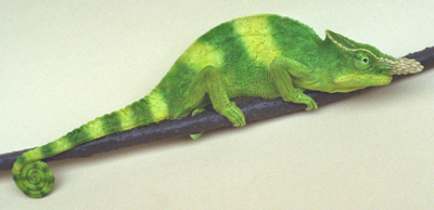 Fischer's Chameleon
