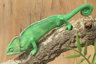 Common chameleon / Mediterranean Chameleon