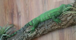 Green Iguana