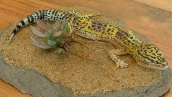 Common Leopard Gecko