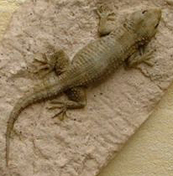 Common Wall Gecko / Moorish Gecko / Crocodile Gecko / European Common Gecko