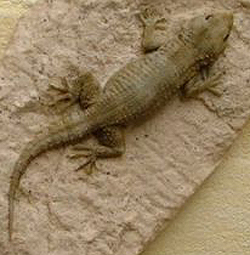 Mauergecko