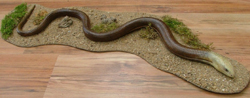 Sheltopusik / Pallas' Glass Lizard / European Legless Lizard