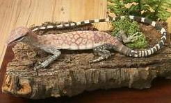 Kimberley Rock Monitor / Glauert's Monitor / Kakadu Sand Goanna