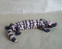 Gila Monster