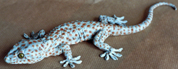 Tokee-Gecko