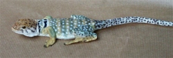 Common Collared Lizard