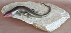 Breitkopfskink