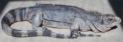 Cuban Rock Iguana