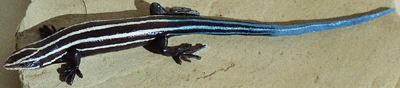 American Five-Lined Skink