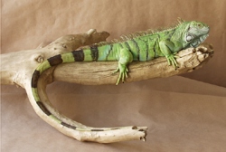 Green Iguana