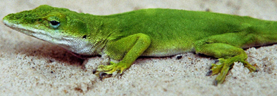 Green Anole