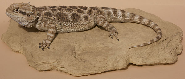 Central Bearded Dragon