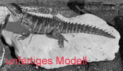 Sungazer / Giant Girdled Lizard / Giant Dragon Lizard / Giant Zonure