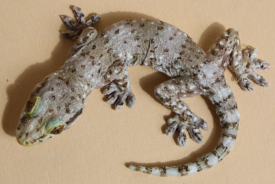 Europäische Halbfinger, Türkischer Halbfingergecko, Hausgecko