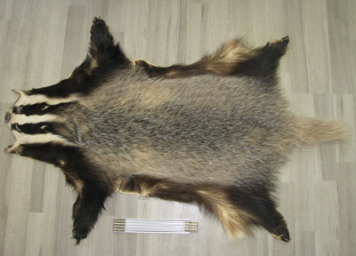 Badger