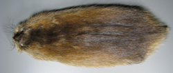 Muskrat