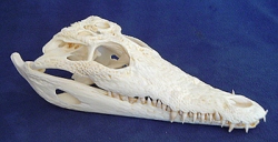 Nile Crocodile