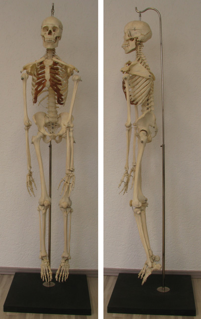 Echtes menschliches Skelett 
