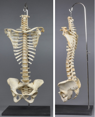 Vertebral Column