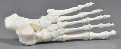 Foot skeleton