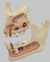 Half of the Upper and Lower Jaw