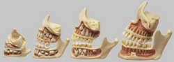 Development of a Set of Teeth