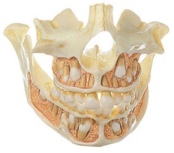 Set of Teeth of a 9-year-old child