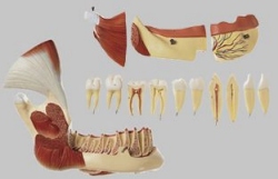 Right Lower Jaw with Muscles