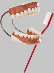 Model of a Set of Teeth