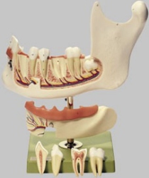 Lower Jaw of a 18-Year-Old