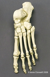 Foot, articulated, rigid, Human adult female