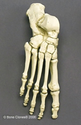 Foot, articulated, rigid, Human adult male 