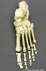 Foot, semi-articulated, Human adult female
