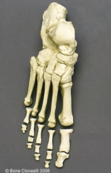 Foot, semi-articulated, Human adult male