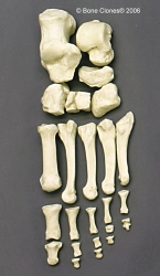 Foot, disarticulated, Human adult female