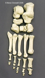 Foot, disarticulated, Human adult male
