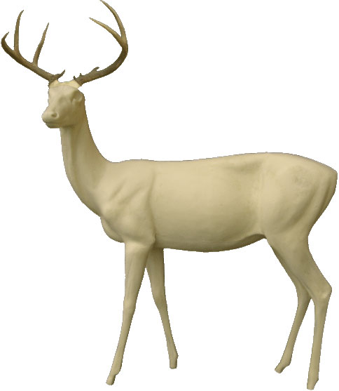 Whitetail Deer