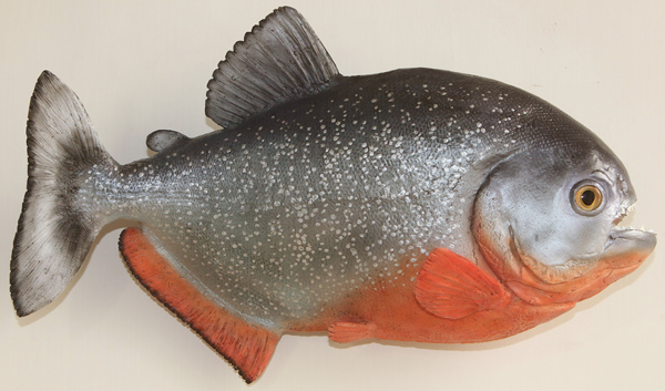 Red-Bellied piranha / Red Piranha