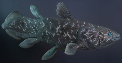 Quastenflosser (Komoren-)