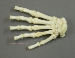 Black Bear Hand- right front-Forensic