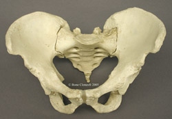 Pelvis, assembled, Human Male Asian 