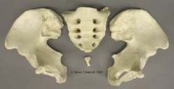 Pelvis, disarticulated, Human Male Asian 